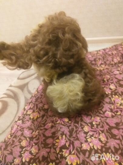 Собака СССР