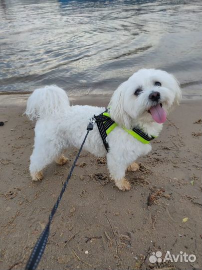 Мальчик мальтезе ищет невесту для вязки