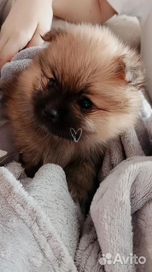 Продам шпица