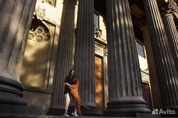 Кинолог, дрессировка собак