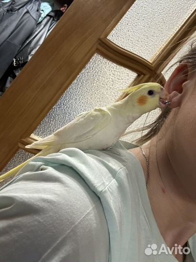 Попугай корелла птенцы