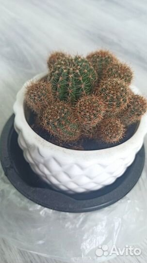 Домашние растения