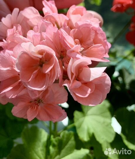 Пеларгония герань