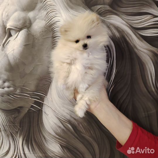 Померанский шпиц