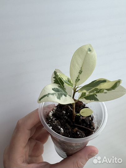 Фикус микрокарпа альбомаргината