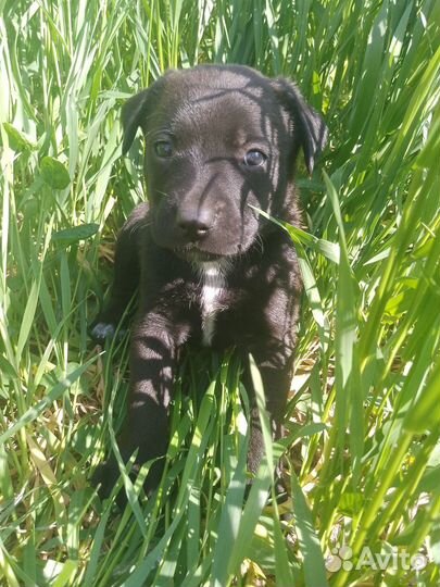 Щенки питбультерьера