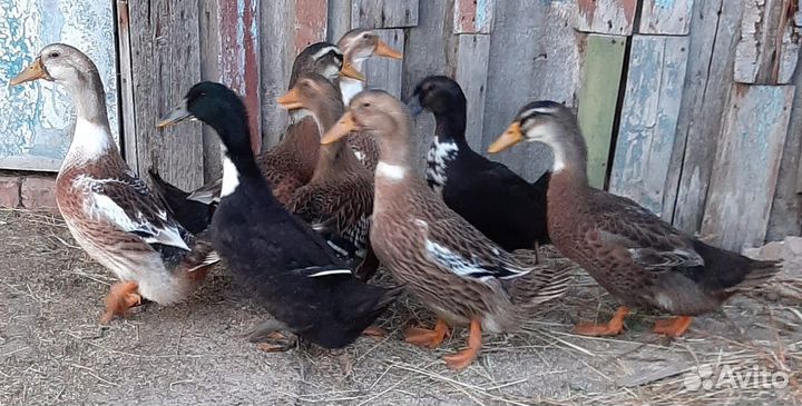 Утки башкирские
