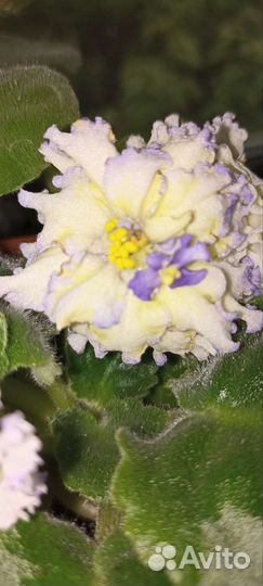 Фиалки продажа