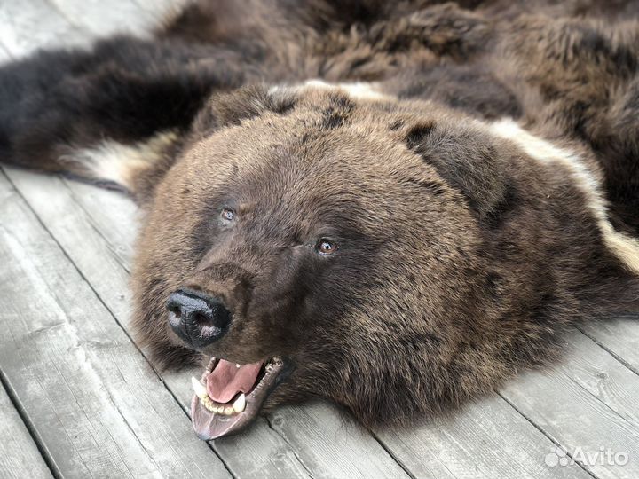 Шкура/чучело