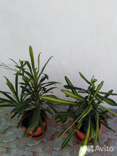 Комнатные растения цветы большие. Пальма драцена
