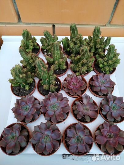 Кактусы и суккуленты
