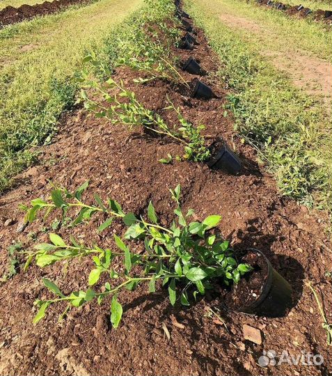 Саженцы Голубика из питомника