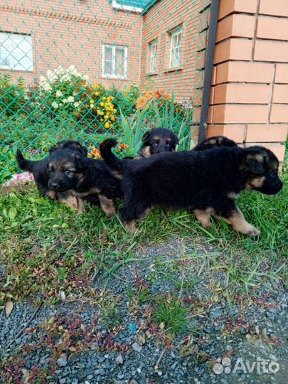 Немецкая овчарка