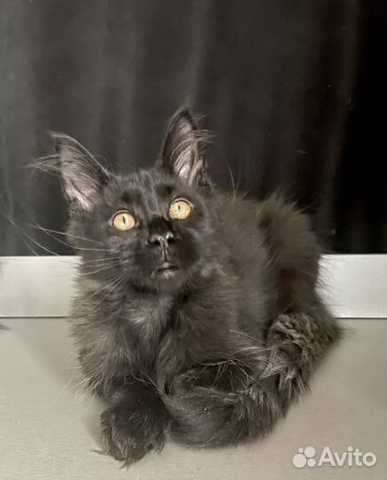 Мейн-кун кошечка