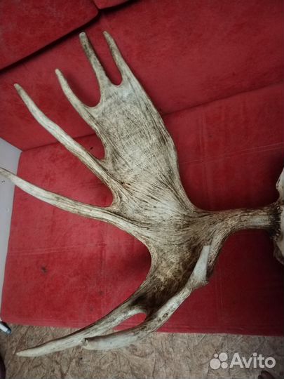 Лосиные рога с черепом