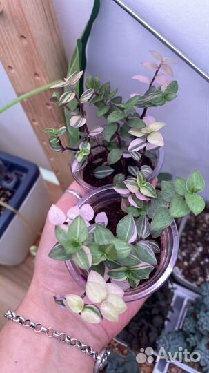 Каллизия Репенс Бьянка