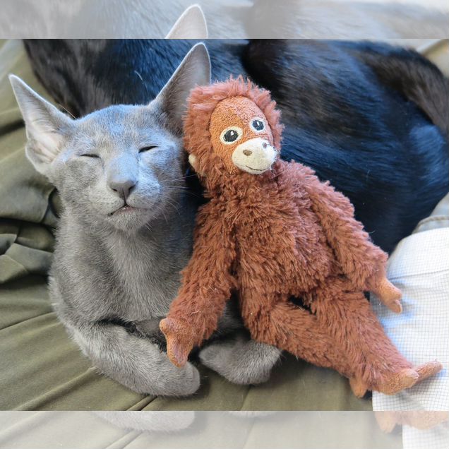 Ориентальный котёнок