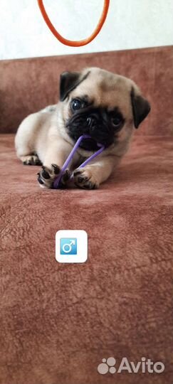 Щенки мопса