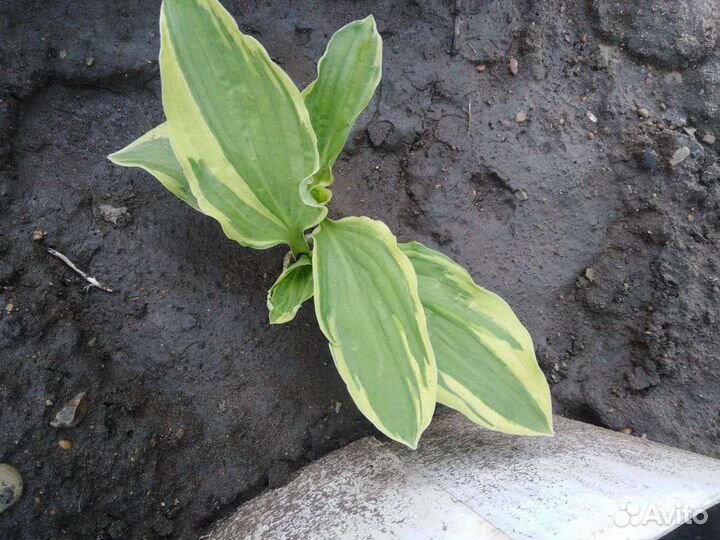 Хоста растение