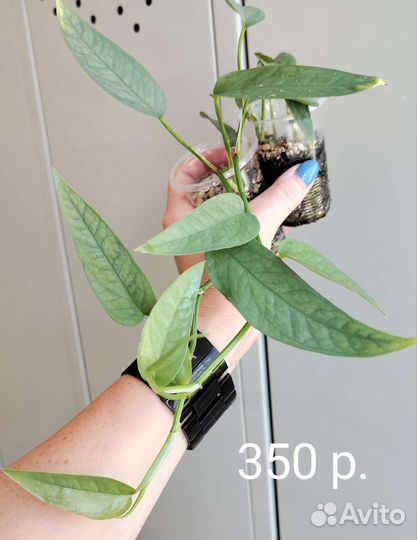 Эпипремнум, Сциндапсус, филодендрон