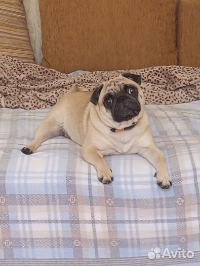 Вязка мопс девочка