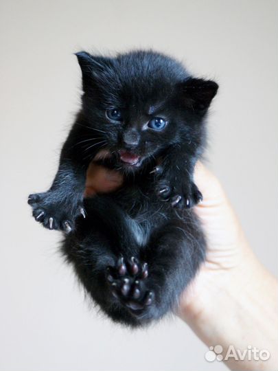 Котята 5 недель