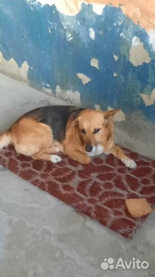 Очень нужен дом