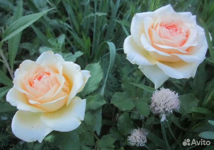 Саженцы роз Гейша принимаю заказы на осень 2023г