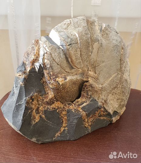 Окаменелости аммониты