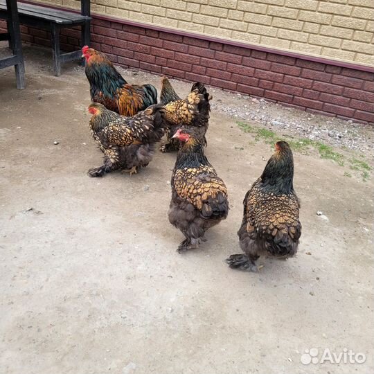 Цыплята Брама