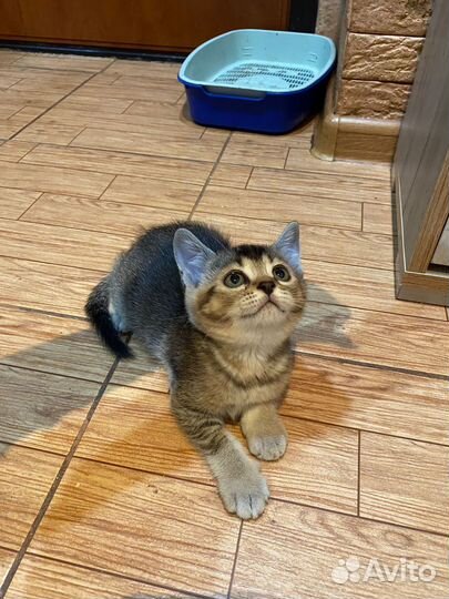 Шотландские котята