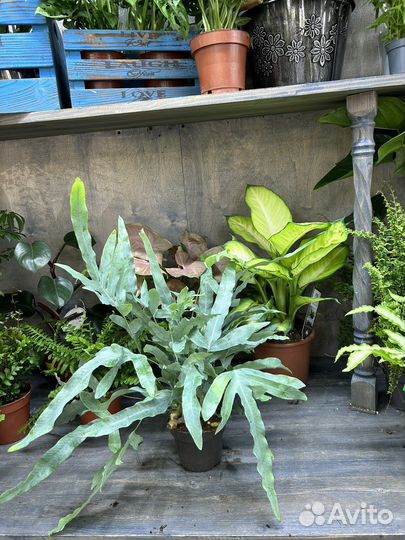 Папоротник флебодиум голубая звезда