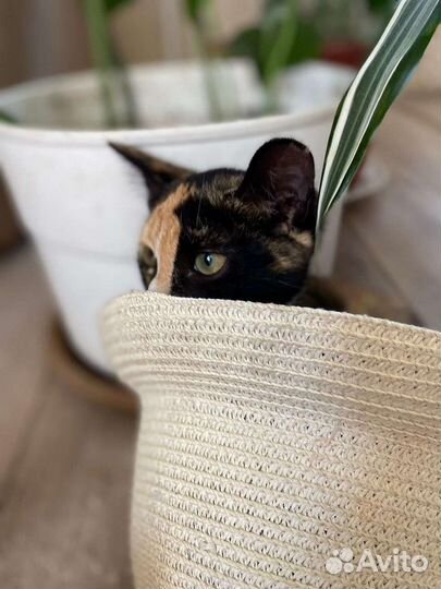 Малышки ищут дом