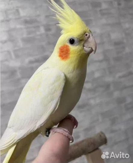 Попугай корелла ручные