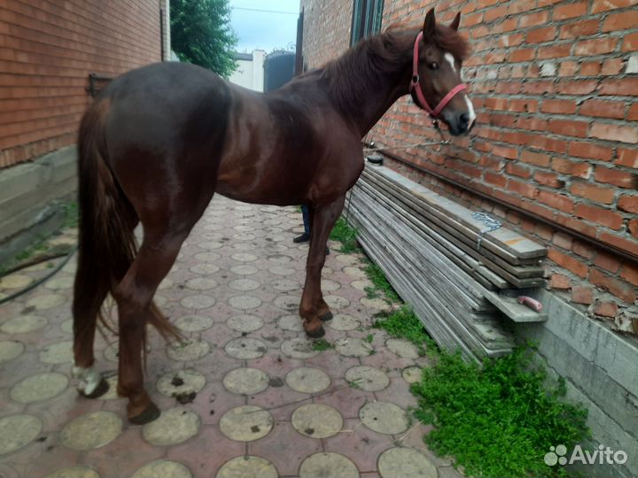 Лошадь жеребец