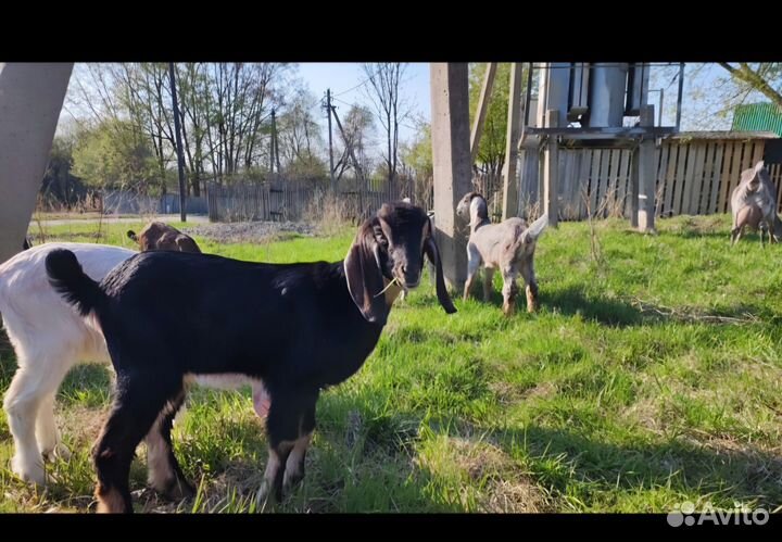 Англо нубийские козы