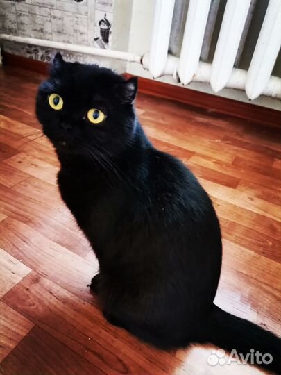 Шотландская прямоухая