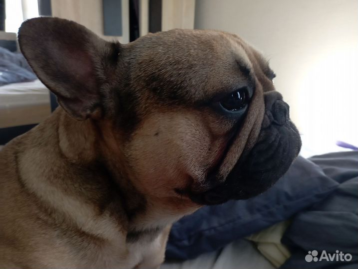 Вязка французский бульдог