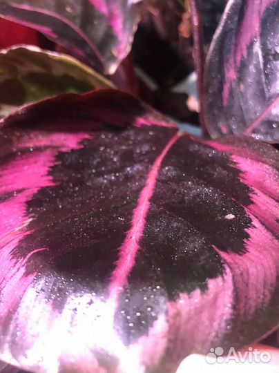 Калатея медальон