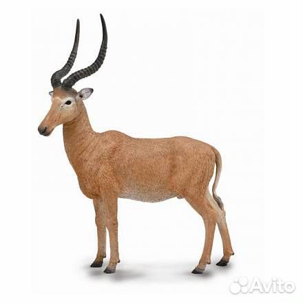 Бубал Хантера (хирола), L, 88757b