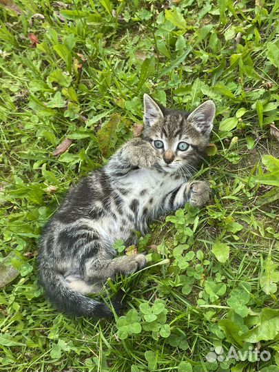 Котенок в добрые ответственные руки