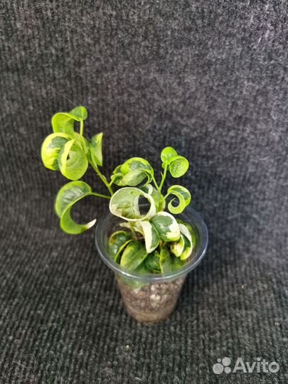 Фикус бенджамина