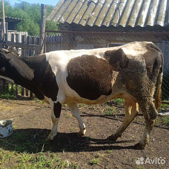 Корова дойная с теленком