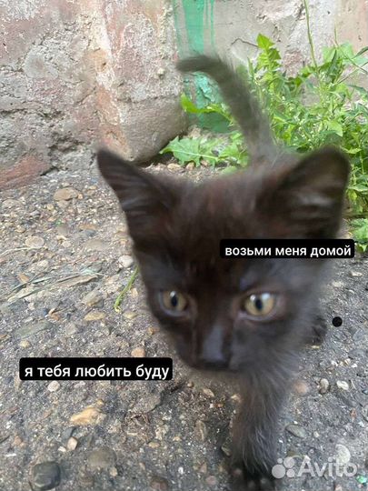 Котёнок 1,5 месяца в добрые руки