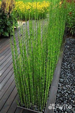 Хвощ зимующий.Саженцы для создания ландшафта