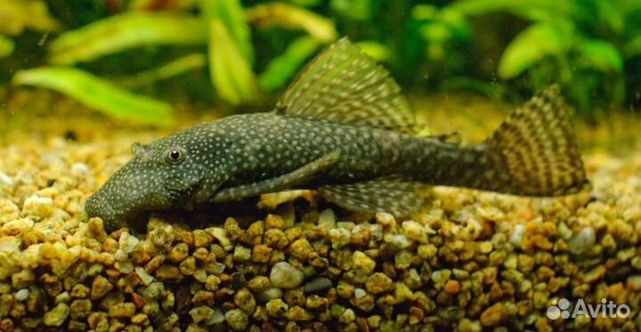 Сомики анциструсы