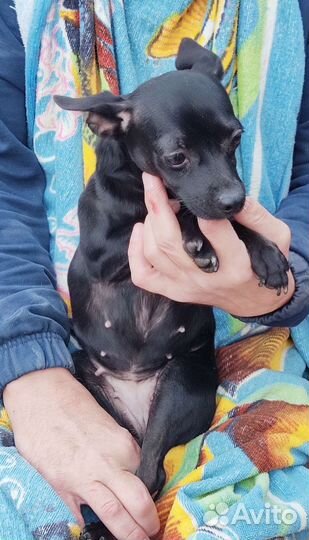 Ксолоитцкуинтли мини, девочка, в шерсти