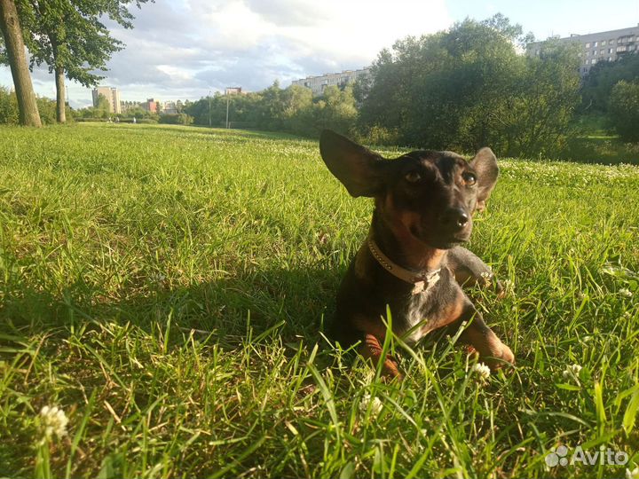 Выгул собак