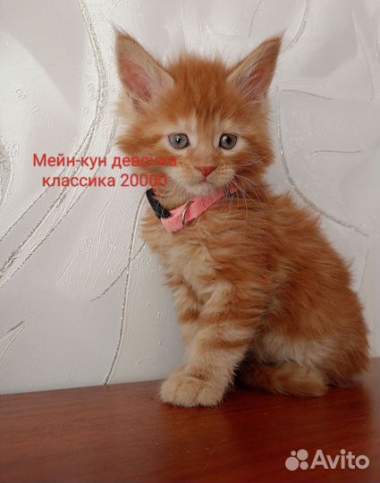 Мейн-кун