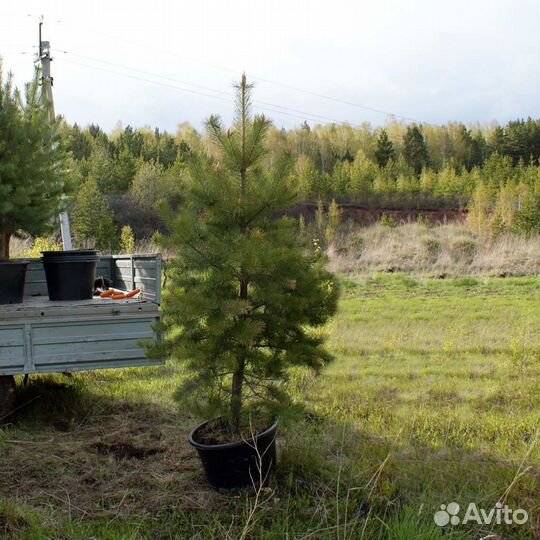 Сеянцы Уральской сосны